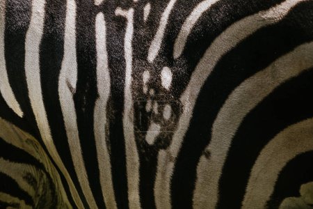 Close up Zebras fur texture