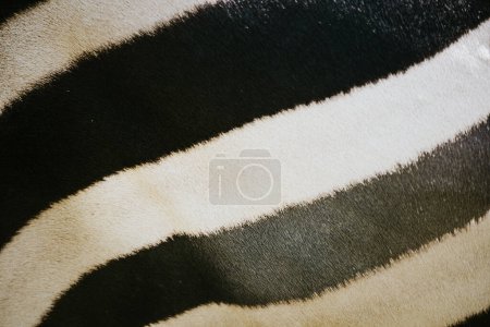 Close up Zebras fur texture