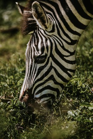 Porträt grasender Zebras in Uganda