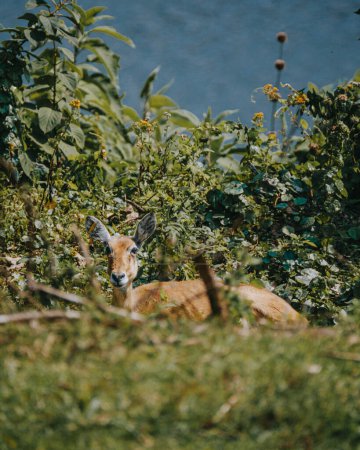 Alert impala amidst lush Ugandan greenery