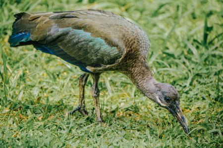Iridescent ibis foraging in Uganda's greenery