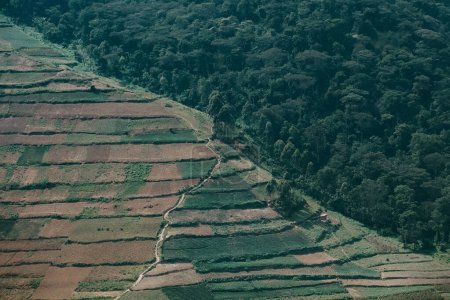 Teeplantagen mit Terrassen erstrecken sich über das ländliche Uganda