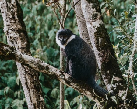 L 'Hoests Affe beobachtet ruhig in ugandischen Wäldern.