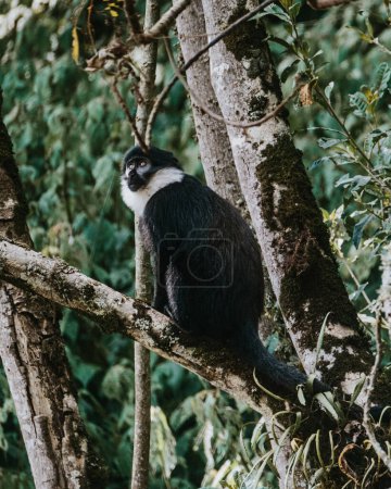 Le singe de L'Hoest observe tranquillement dans les bois ougandais.