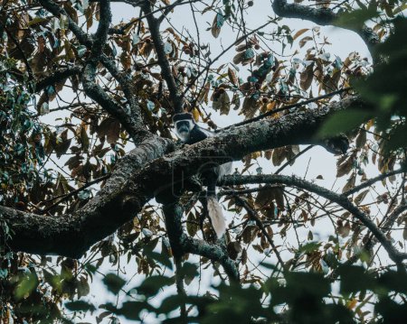 Mono colobo encaramado en un exuberante bosque ugandés