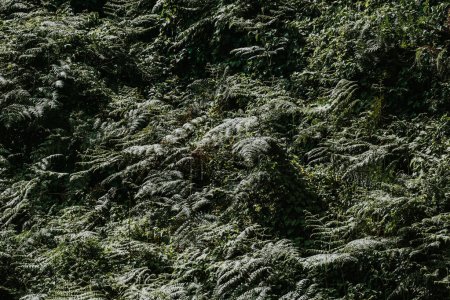 Lush fern undergrowth carpets Ugandan forest floor.