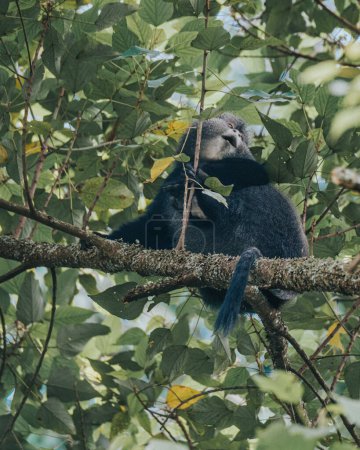 Téléchargez les photos : Singe bleu assis sur des branches, Ouganda, Afrique - en image libre de droit