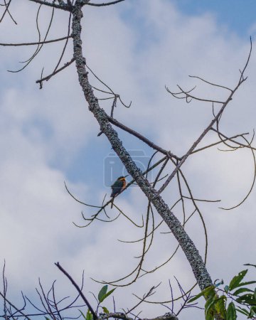Lebendiger Vogel inmitten der ruhigen Wildnis Ugandas.