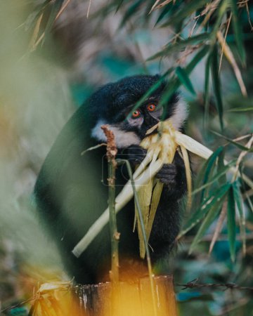 El mono de L 'Hoest observa en silencio en los bosques ugandeses.