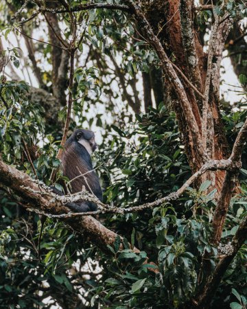 L 'Hoests Affe beobachtet ruhig in ugandischen Wäldern.