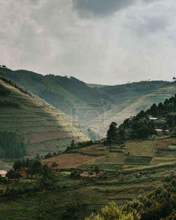 Photo for Rolling tea fields painting Uganda's serene rural landscape. - Royalty Free Image