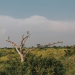 Marabou Stork perched solemnly against a grey Ugandan sky