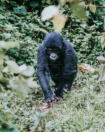 Téléchargez les photos : Gorille des montagnes à Bwindi Forêt impénétrable, Ouganda - en image libre de droit