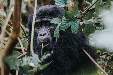  Mountain gorilla in Bwindi Impenetrable forest, Uganda