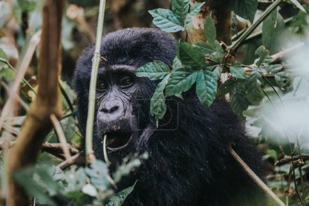  Berggorilla im undurchdringlichen Wald von Bwindi, Uganda