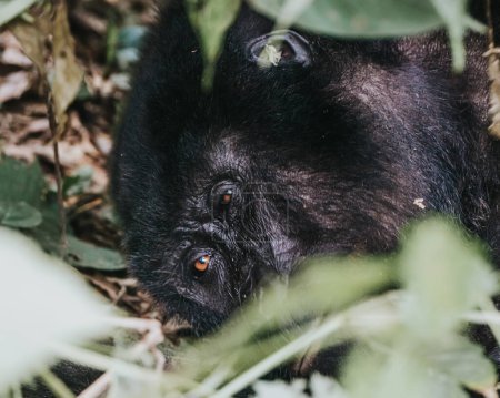 Foto de Gorila de montaña en Bwindi Bosque impenetrable, Uganda - Imagen libre de derechos