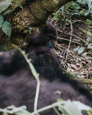 Téléchargez les photos : Gorille des montagnes à Bwindi Forêt impénétrable, Ouganda - en image libre de droit