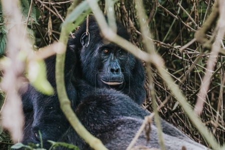  Gorila de montaña hembra adulta en Bwindi Bosque impenetrable, Uganda