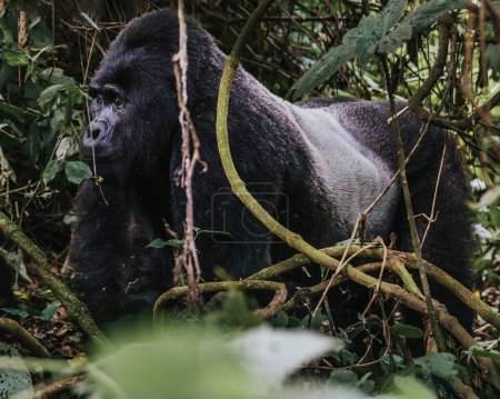  Silverback Gorila de montaña en Bwindi Bosque impenetrable, Uganda