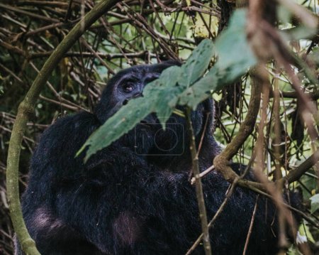  Berggorilla im undurchdringlichen Wald von Bwindi, Uganda