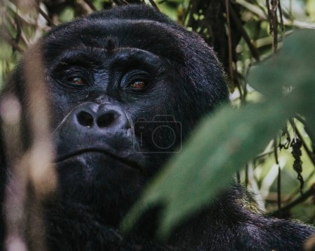 Photo for Mountain gorilla in Bwindi Impenetrable forest, Uganda - Royalty Free Image