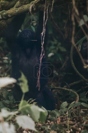 Gorille des montagnes à Bwindi Forêt impénétrable, Ouganda