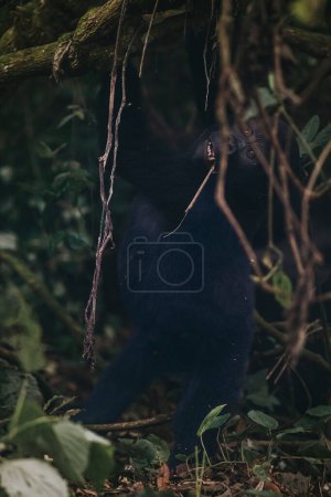 Foto de Gorila de montaña en Bwindi Bosque impenetrable, Uganda - Imagen libre de derechos