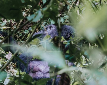 Mountain gorilla in Bwindi Impenetrable forest, Uganda