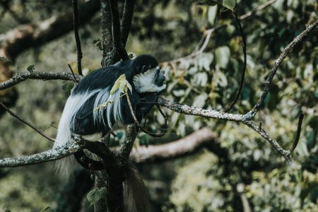 Mono colobo encaramado en un exuberante bosque ugandés