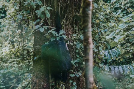 Berggorilla im undurchdringlichen Wald von Bwindi, Uganda