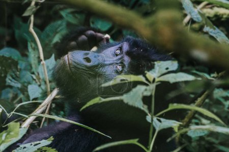 Gorille des montagnes à Bwindi Forêt impénétrable, Ouganda