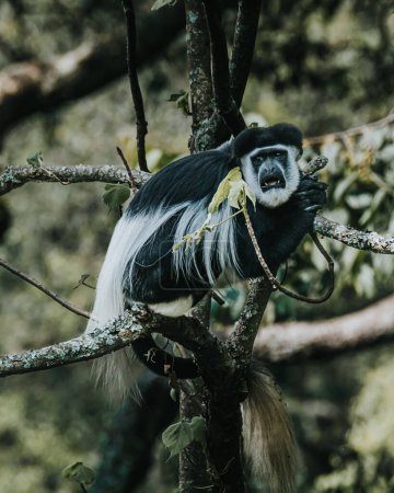 Singe Colobus perché dans une forêt ougandaise luxuriante