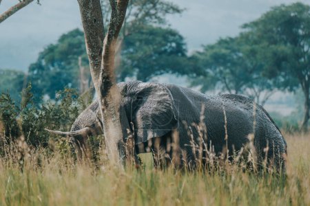 Elefante africano deambulando por el sereno paisaje de sabana de Uganda