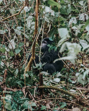Jeune gorille de montagne dans la forêt impénétrable de Bwindi, Ouganda