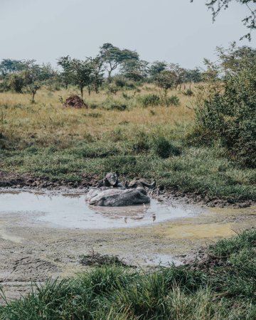 Búfalo de agua en baño de barro, Uganda