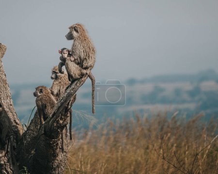Foto de Babuinos de olivo en el Parque Nacional Queen Elizabeth en Uganda - Imagen libre de derechos