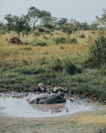 Buffle d'eau dans un bain de boue, Ouganda
