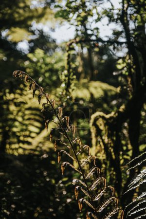 Sunlit fern fronds in a lush Ugandan forest