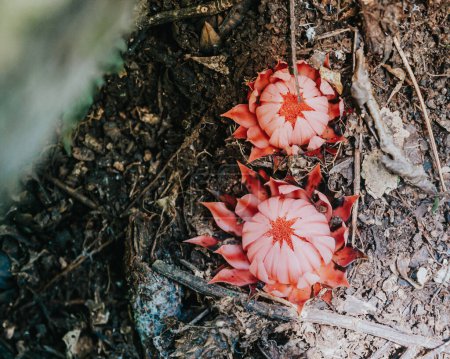 Vibrant pink cacti flowers emerging from forest floor