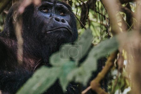 Mountain gorilla in Bwindi Impenetrable forest, Uganda