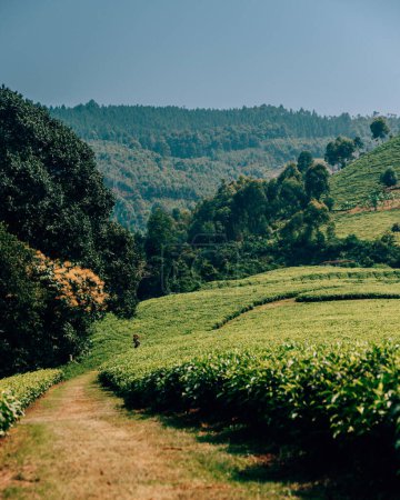 Photo for Verdant terraces of Uganda's tea plantation against forest hills - Royalty Free Image