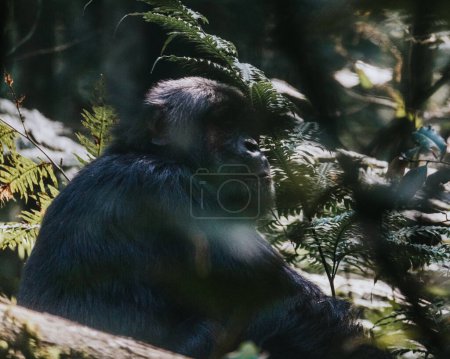 Schimpanse im üppigen Wald, Uganda