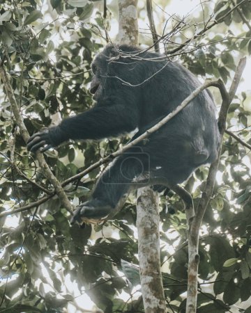 Téléchargez les photos : Chimpanzé dans une forêt luxuriante, Ouganda - en image libre de droit