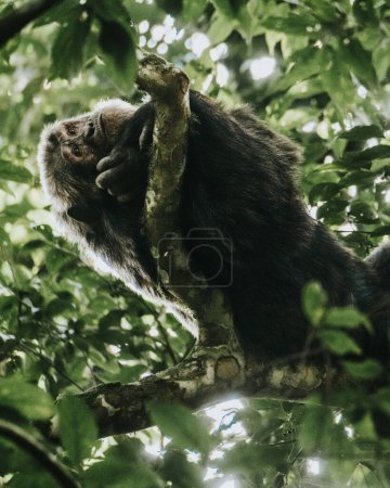 Chimpancé en exuberante bosque, Uganda