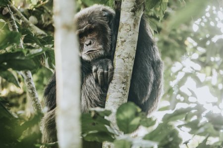 Chimpanzee in lush forest, Uganda