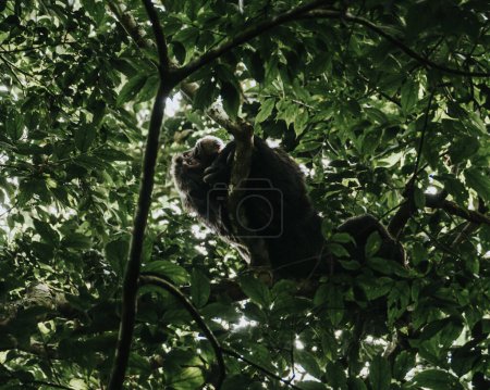Téléchargez les photos : Chimpanzé dans une forêt luxuriante, Ouganda - en image libre de droit