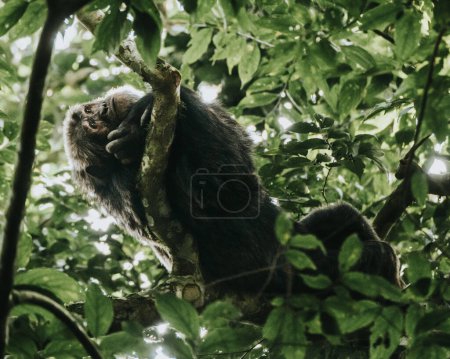 Chimpancé en exuberante bosque, Uganda