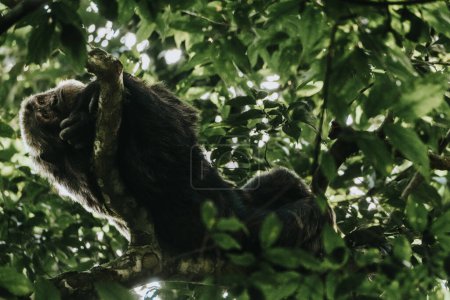 Chimpanzee in lush forest, Uganda