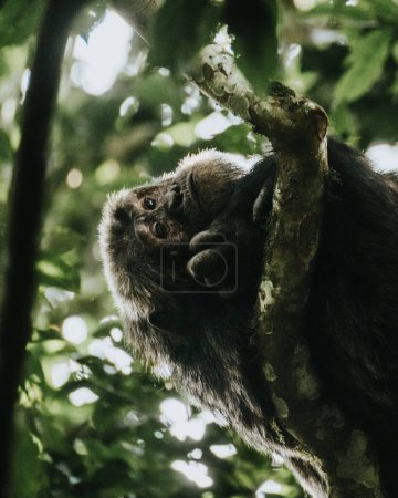 Chimpanzé dans une forêt luxuriante, Ouganda