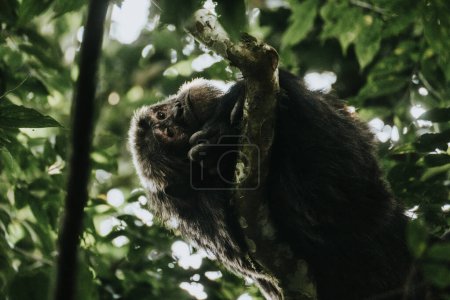 Schimpanse im üppigen Wald, Uganda